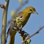 Oriole3.jpg