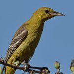 Oriole5.jpg