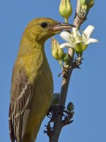 Oriole7.jpg