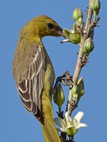 Oriole8.jpg