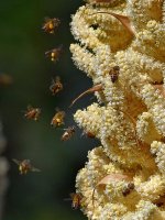 Bees2.jpg