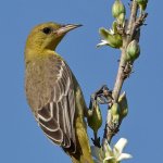 Oriole10.jpg