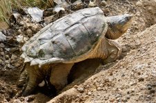 TurtleEggSeries-200.jpg