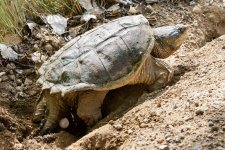 TurtleEggSeries-201.jpg