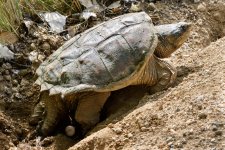 TurtleEggSeries-202.jpg