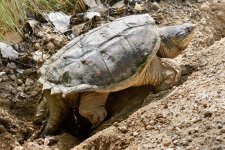 TurtleEggSeries-203.jpg