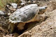 TurtleEggSeries-204.jpg