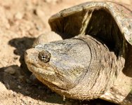 TurtleEggSeries-206.jpg