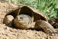 TurtleEggSeries-207.jpg