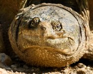 TurtleEggSeries-208.jpg