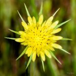 Flower-200.jpg