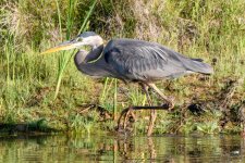BlueHeron-280.jpg