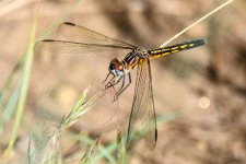 DFly-200.jpg