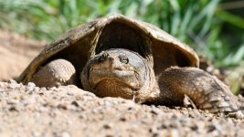 TurtleEggSeries-205.jpg