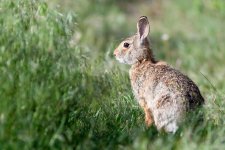 Bunny-210.jpg