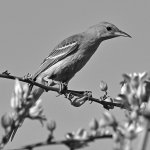 OrioleBW.jpg