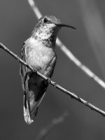HummerBW.jpg