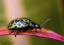 DSC_9472.jpg