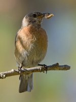 Bluebird.jpg