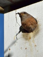Bluebird7.jpg