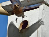 Bluebird8.jpg