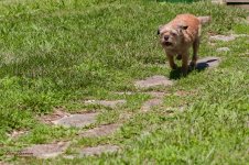 Jersey Girl-6092.jpg