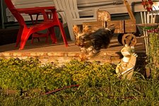 DSC_8441 -1 ruby jumps off deck .jpg