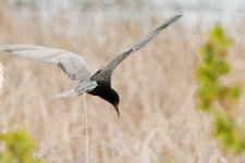 DSC_2063+Black Terns -0004.jpg