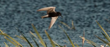 DSC_8660+Birding at Jesse Lake-0016.jpg