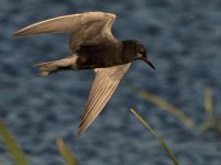 Birding at Jesse Lake -0016-DSC_8660 -1  .jpg