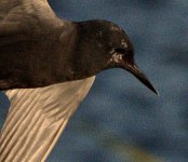 Birding at Jesse Lake -0016-DSC_8660 -1  close.jpg