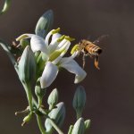 Bee2.jpg