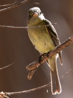 Vireo2.jpg