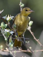 Oriole4.jpg