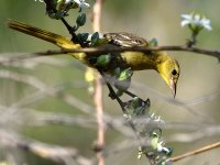 Oriole6.jpg