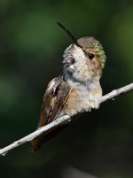 Hummer17.jpg