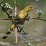 Oriole7.jpg