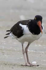 American Oistercatcher.jpg