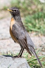 Robin-200.jpg
