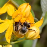 Bee.jpg