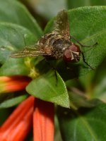 Fly3.jpg