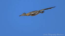 DSC_3336.jpg