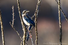 DSC_3321.jpg