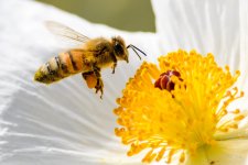 Bee-201.jpg