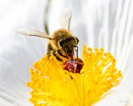 Bee-202.jpg