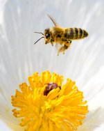 Bee-203.jpg