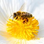 Bee-204.jpg