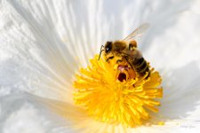 Bee-205.jpg