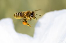 Bee-206.jpg