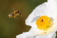 Bee-207.jpg